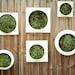 Living Wall Medium Planter - Comes preplanted & ready to hang- Great gfit idea