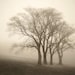 earthy forest wall art decor, trees, misty woodland, warm - Wanderer's Grounds 8 x 10