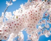 Pure Blossom Beauty - Photo by Kate Sexson 16x20 FREE Shipping in USA