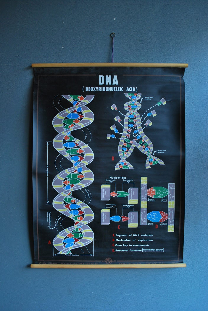 1960's DNA Chart