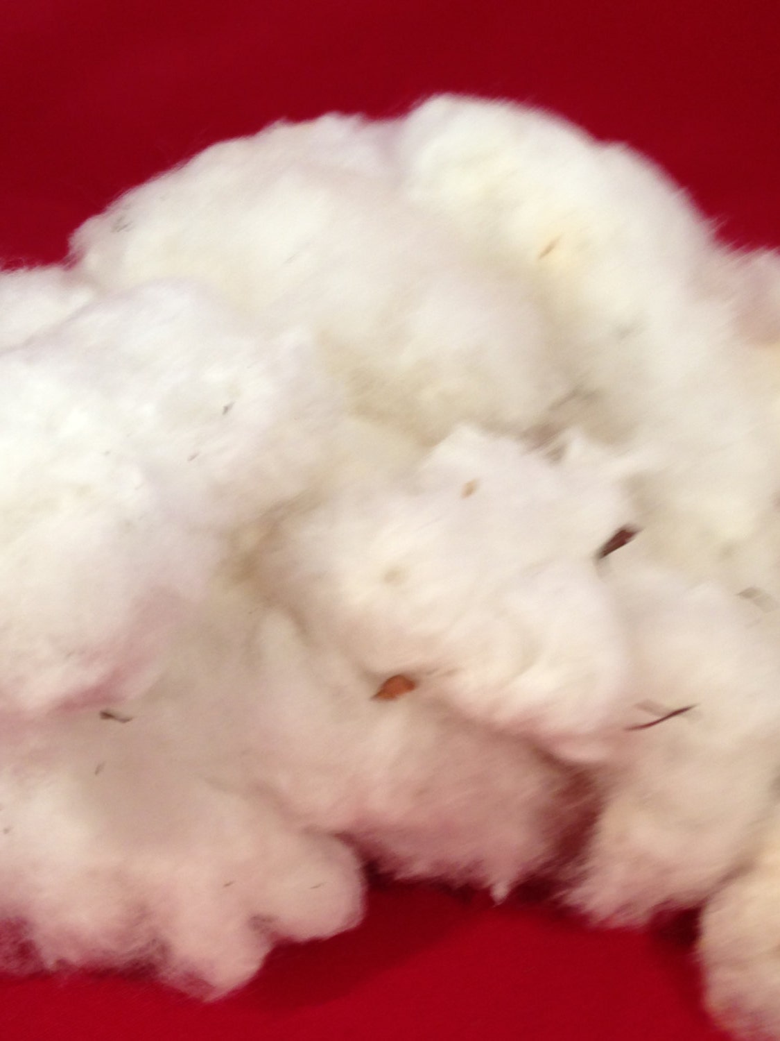 4oz White Cotton with seeds spinning fiber raw fiber