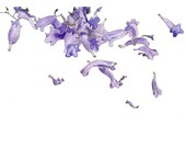 Jacaranda Watercolor, Ready-to-Hang, Eco Friendly Wood Panel, 5x7"