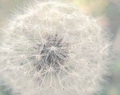 Dandelion Photography - Make A Wish - Pastel Mint White Dandelion Puff Photography (8x10) Dreamy Wall Art Nursery Shabby Chic
