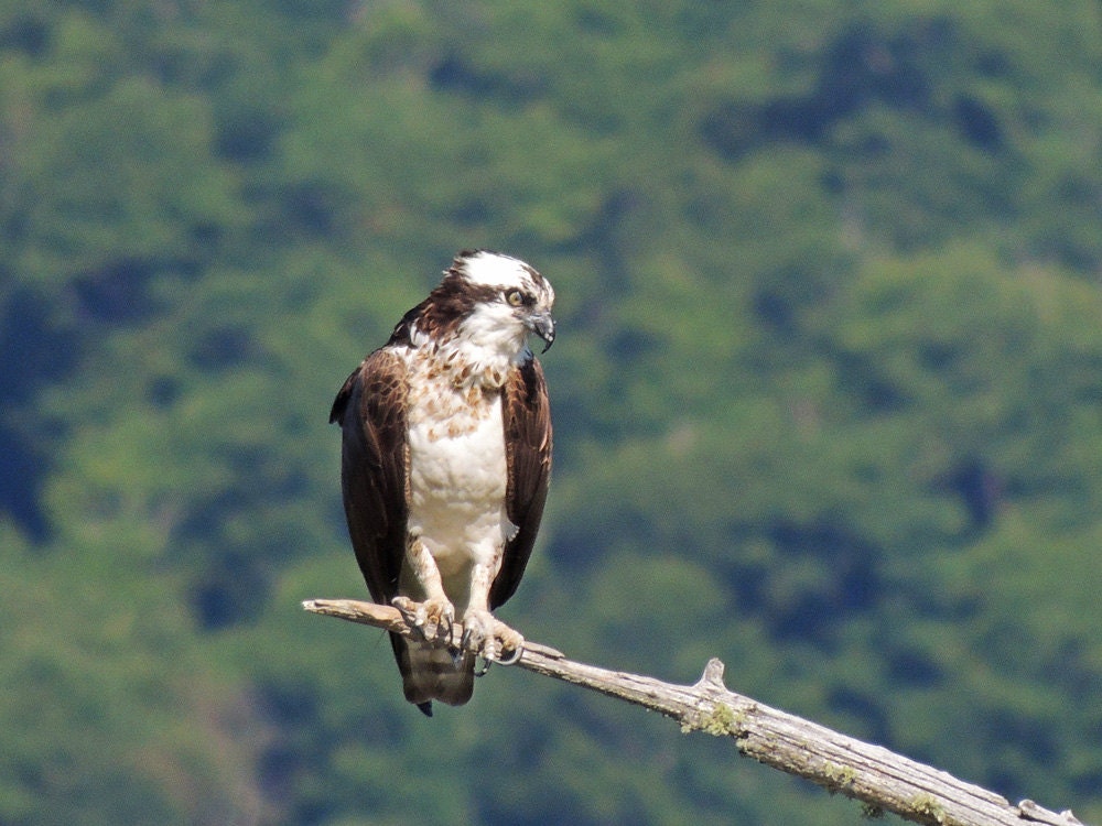 Osprey Photo Entitled My Girl  - Matted 5x7 OR mounted 8x10