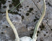 Small Spike Rack of Whitetail Antlers