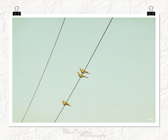Bird photography,mourning doves, three birds on wire, birds on wire art, nursery art
