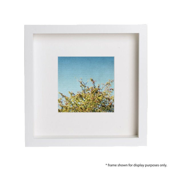 Turquoise Photography - teal, aqua, turquoise home decor, seasonal decor, fall - "Reaching" - 8x8, 8x10, 8x12 Fine Art Photograph
