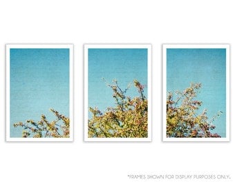 Turquoise Home Decor - aqua wall art, turquoise decor, golden yellow, nature art - "Reaching" - Set of Three 8x12 Fine Art Photographs