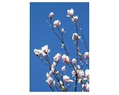 Magnolia Blossoms And Blue Skies Smiling At Me, Breathtaking 8 x 12  Photograph,  Spring Street, Portland, Maine