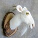 Feltfactory- needlefelted Miniature Goat Torso style fake huntingtrophy/taxidermy