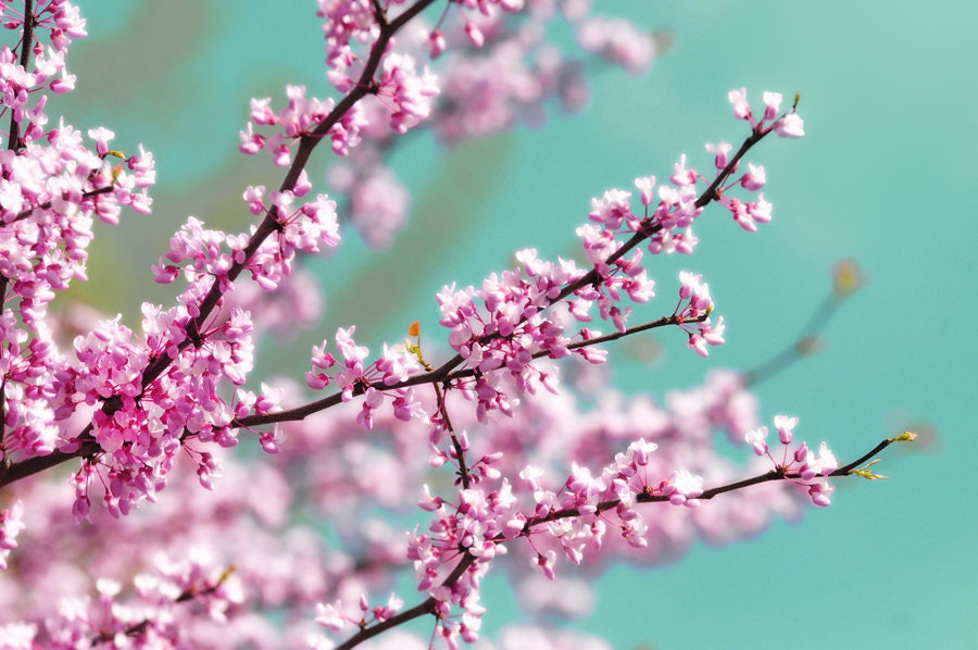 nature photography, flower, still life, minimalist, redbud, pink, teal, tiffany blue, zen, dreamy, nursery,wall art, girls room, 13x19