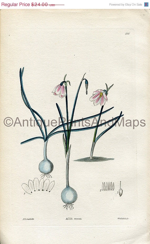 On Sale 15 % Off Antique Print Acis Rosea Amaryllis Family 1852 Hand Colored Print Stunning Color and Detail