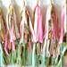 Light Pink, Dark Pink & Mint Magic Backdrop Tissue Tassel Tower