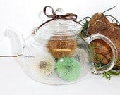 Terrarium,  Dandelion Seed Pod Terrarium,  Teapot Full of Wishes,  With Wish Charm and Ribbon, Unique Gift