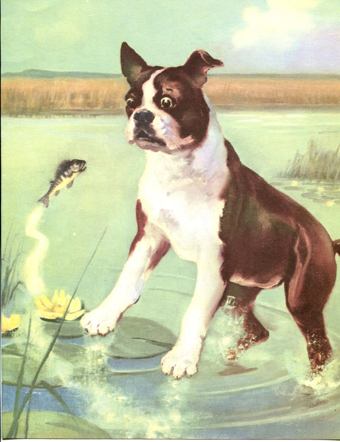 Boston Terrier Dog Illustration by Wesley Dennis - 1950s