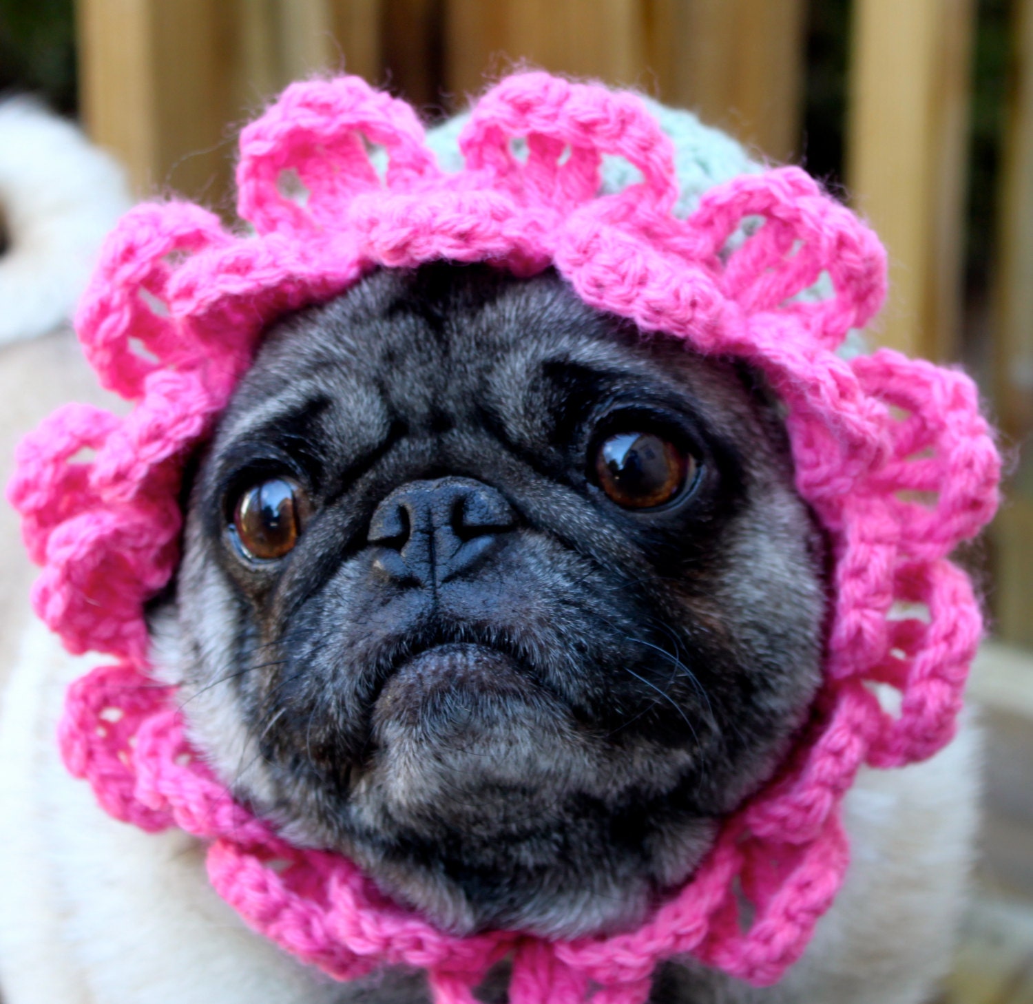 Playful Petals Hat - Dog Hat / Made to Order