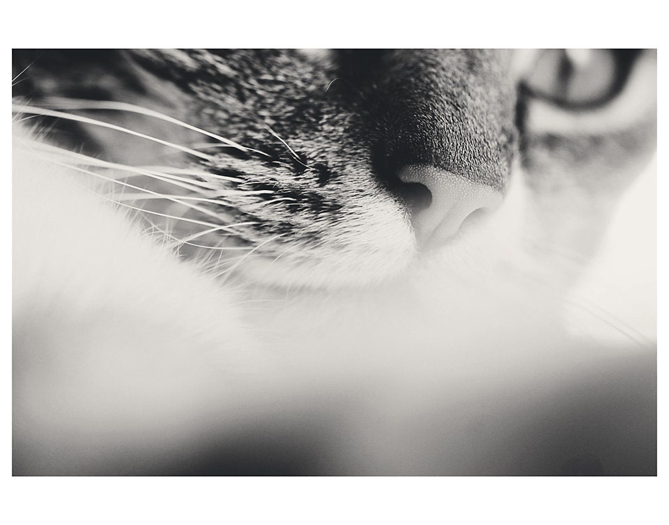 cat feline black and white portrait photo print - whimsical fine art animal photography, whiskers, fur, nose - 14x11