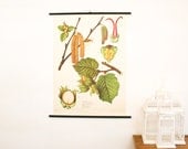 Vintage Botanical Chart, Hazel Tree, Pull Down Chart