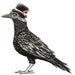 Crow Wearing a Bowler Hat and Bomber Goggles Print