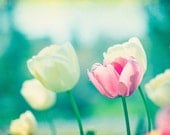 Tulip Photography - flower pink teal aqua white blue yellow wall art turquoise print floral mint green decor cream photo - 8x12 Photograph