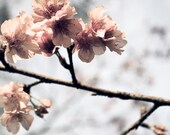 Cherry cold Set of 4 photos 12"x12" Sakura Pastel Blossom photo Light blue Light pink