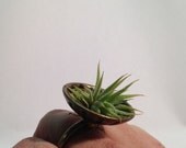 Living live organic natural succulent miniature air plant bronzed ring size 7