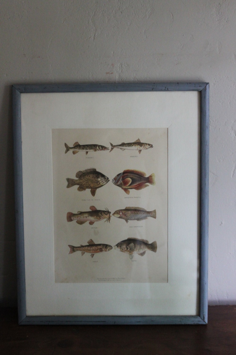 Vintage Fish Print - Blue Wood Frame