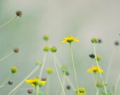 Spring flowers print- green, yellow, floral, neon,  nature, nursery decor, floral print, 8x10 print, fine art photograph, - dullbluelight