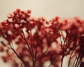 Red and cream flower photograph- beige, floral, bokeh, romantic, neutral colors, spring, ethereal, 8x10 print, fine art photography