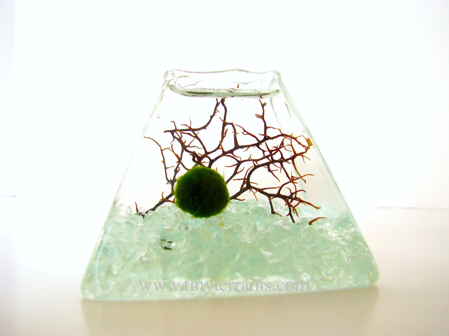Marimo Moss Ball Small Pyramid Aquarium / Terrarium: 11 colors available
