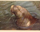 Vintage Leningrad Zoo Series "Walrus" Photo Postcard - 1963. Soviet Artist
