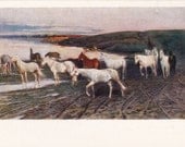 Vintage Samokish (Herd of horses at the watering) Postcard - 1959, Izogiz