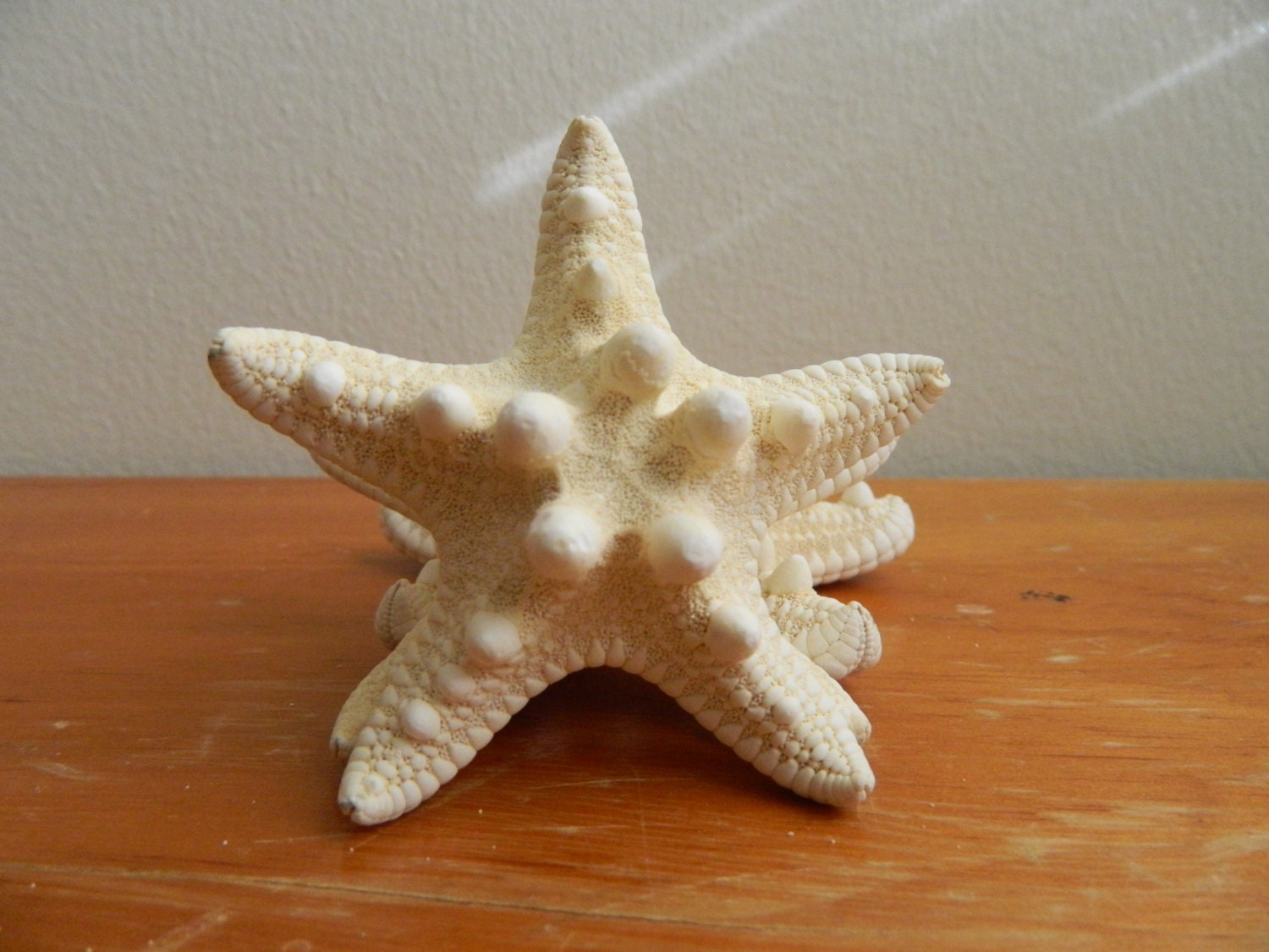 Natural White Knobby Starfish