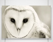 Barn Owl Photo - 8x12 Photograph - Owl Art Print - Owl Photograph - black white woodland home decor 'Whiter Shade of Pale'