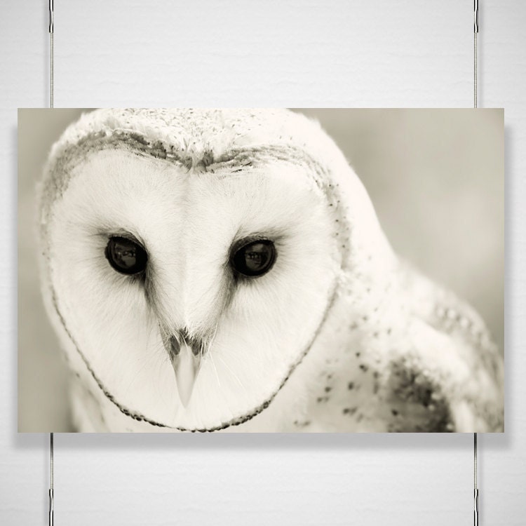 Barn Owl Photo - 8x12 Photograph - Owl Art Print - Owl Photograph - black white woodland home decor 'Whiter Shade of Pale'