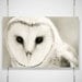 Barn Owl Photo - 8x12 Photograph - Owl Art Print - Owl Photograph - black white woodland home decor 'Whiter Shade of Pale'