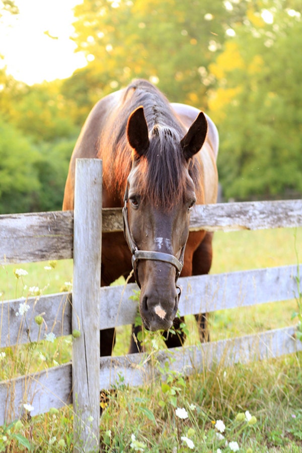 Gentle Horse 11x14 Fine Art Print, nature, animal, equine photography