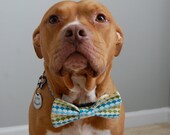Dapper Scallop Bow tie