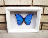 Real Blue Morpho butterfly in shadowbox frame - Butterfly Framed Art, Butterfly Decor, Framed Butterfly, Real Butterfly