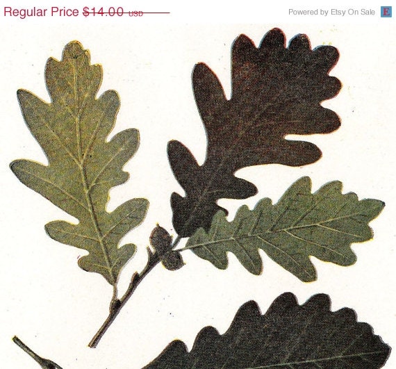 Oak Botanical Print Quercus Leaves Acorns Vintage  1923 Lithograph