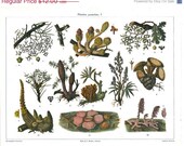 Parasitic Plants Vintage Botanical Print  Lithograph 1923