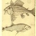 Fish Sketch Drawing,  Fauna of Para, Brazil, Frei Cristovao de Lisboa