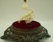 SOLD to COLIN Articulated Sunbird in Glass Dome
