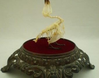 SOLD to COLIN Articulated Sunbird in Glass Dome