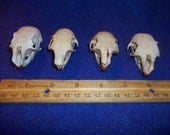 Real animal squirrel bone skull teeth man cave taxidermy part piece