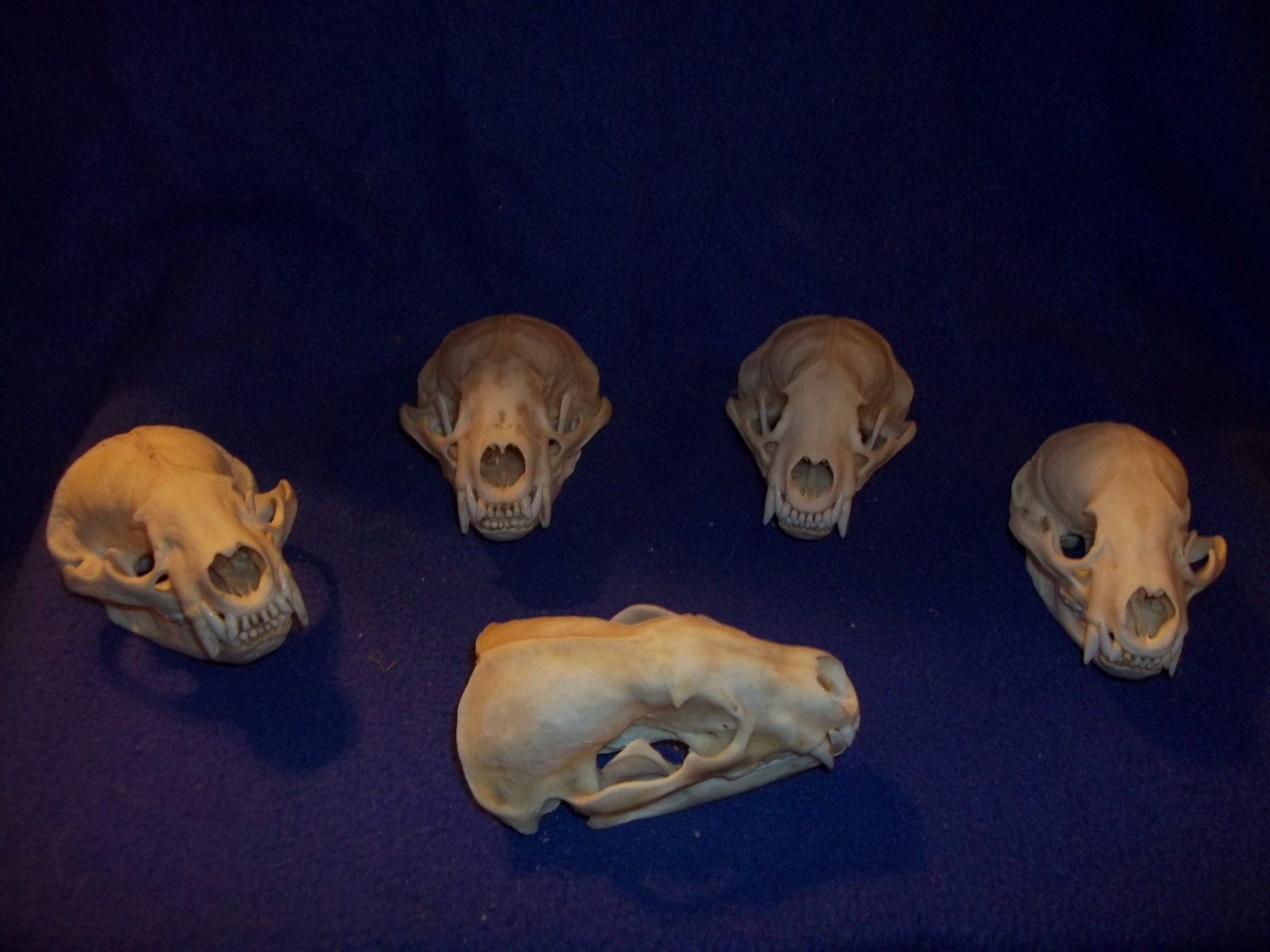 Real bone animal badger taxidermy part skull skeleton