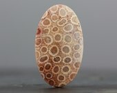 Large Fossil Coral Specimen - Honey Comb Floral Patterns - Sea Fossils - 44mm (C2677)