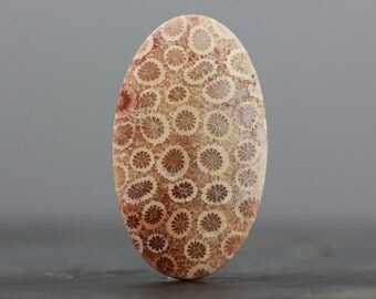 Large Fossil Coral Specimen - Honey Comb Floral Patterns - Sea Fossils - 44mm (C2677)
