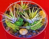 MYSTERIOUS BLACK terrarium - feng shui terrarium, zen garden, home decor, air plant, buddha, mothers day gifts, mothers day