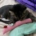 Snakey Catnip Toy - Three Snakey Mice Organic Catnip Toys